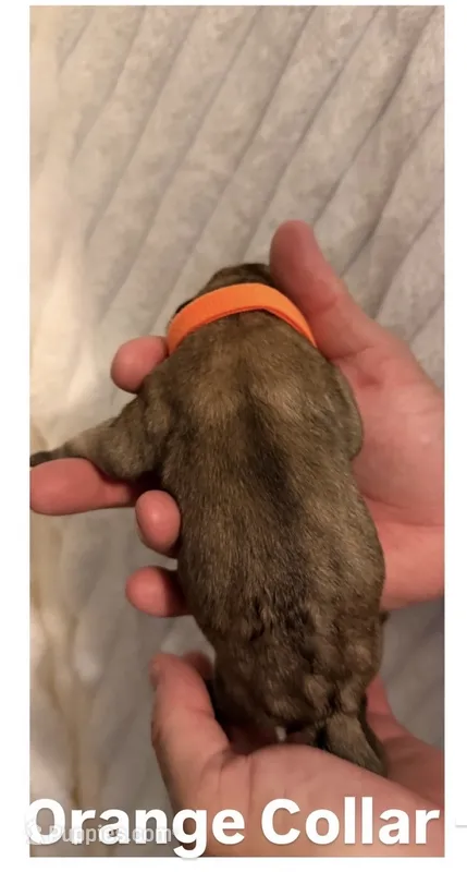 Orange  – Cane Corso puppy for sale in Saint Augustine, FL