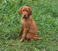 Orange Girl, a female Vizsla for sale in Ellsworth, IL – 4 of 5