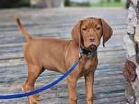 Orange Girl, a female Vizsla for sale in Ellsworth, IL – 1 of 5