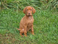 Orange Girl, a female Vizsla for sale in Ellsworth, IL – 2 of 5