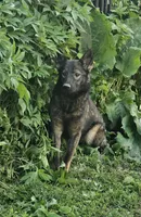 Andi, a female German Shepherd Dog for sale in Ellsworth, IL – 7 of 8