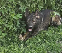 Andi, a female German Shepherd Dog for sale in Ellsworth, IL – 4 of 8