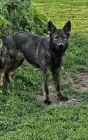 Andi, a female German Shepherd Dog for sale in Ellsworth, IL – 8 of 8