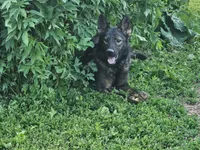 Andi, a female German Shepherd Dog for sale in Ellsworth, IL – 6 of 8
