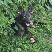 Andi, a female German Shepherd Dog for sale in Ellsworth, IL – 3 of 8