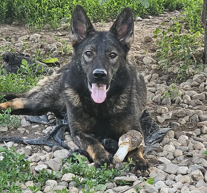 Andi – German Shepherd Dog puppy for sale in Ellsworth, IL