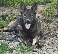 Andi, a female German Shepherd Dog for sale in Ellsworth, IL – 1 of 8