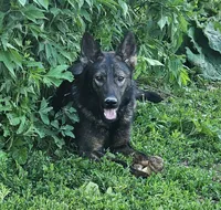 Andi, a female German Shepherd Dog for sale in Ellsworth, IL – 2 of 8