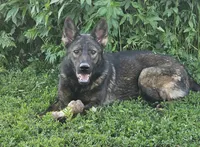 Andi, a female German Shepherd Dog for sale in Ellsworth, IL – 5 of 8