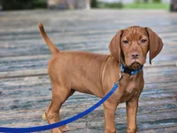 Orange Girl, a female Vizsla for sale in Ellsworth, IL – 5 of 5
