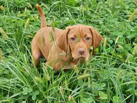 Orange Girl, a female Vizsla for sale in Ellsworth, IL – 3 of 5
