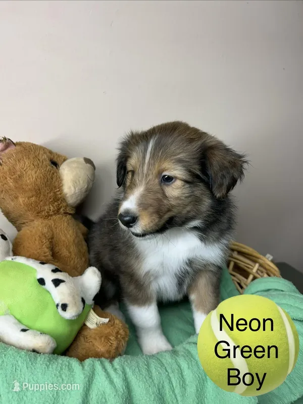 Neon green boy – Shetland Sheepdog puppy for sale in Cosby, TN