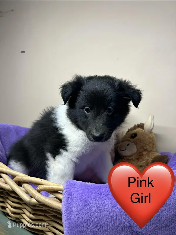 Pink Girl – Shetland Sheepdog puppy for sale in Cosby, TN