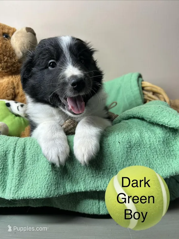 Dark green boy – Shetland Sheepdog puppy for sale in Cosby, TN