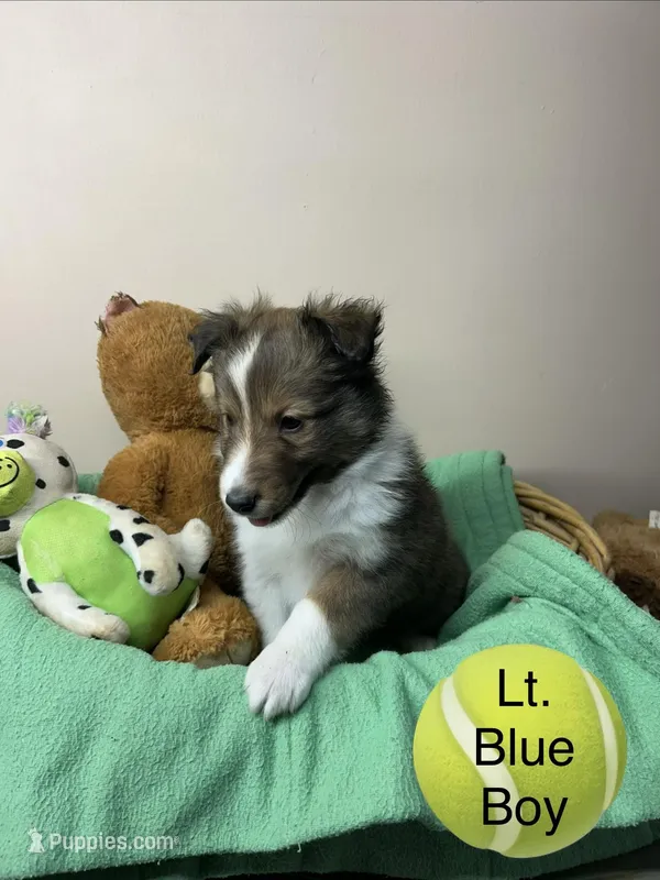 Light blue boy  – Shetland Sheepdog puppy for sale in Cosby, TN