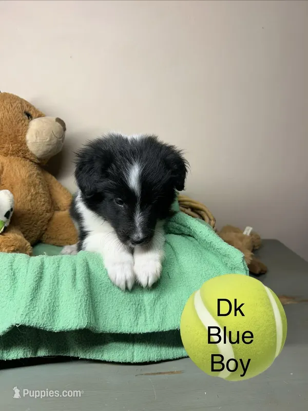 Dark blue boy – Shetland Sheepdog puppy for sale in Cosby, TN