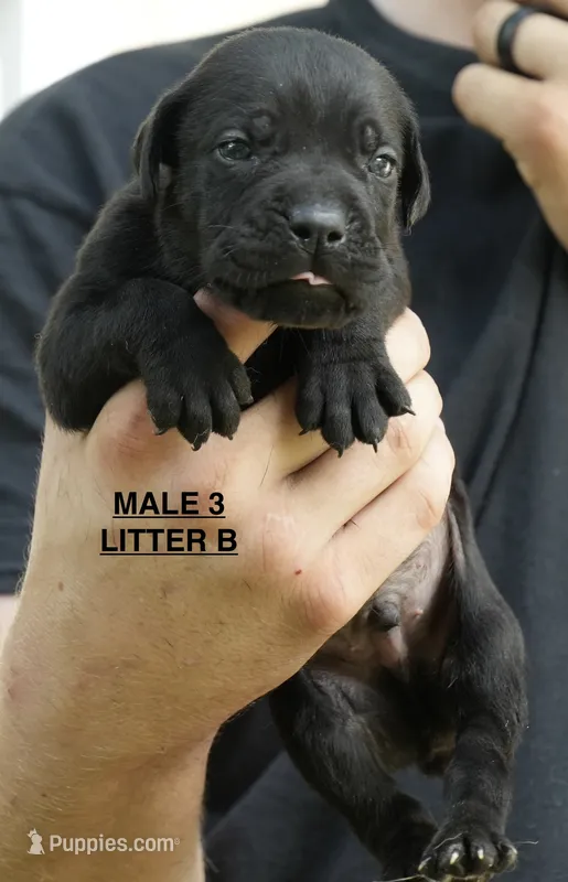 MALE 3 LITTER B – Cane Corso puppy for sale in Richmond, VA