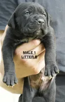 MALE 1 LITTER B, a male Cane Corso for sale in Richmond, VA – 1 of 2