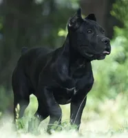 Male Puppy 1, a male Cane Corso for sale in Richmond, VA – 2 of 2