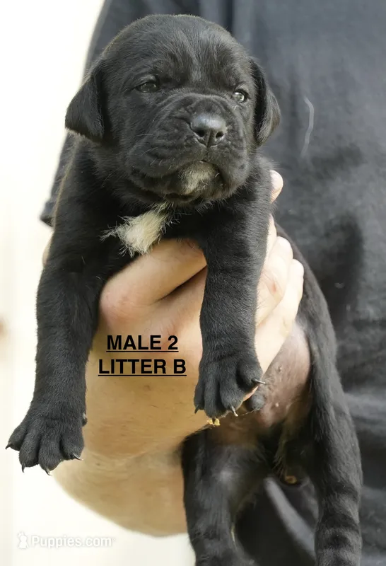 MALE 2 LITTER B – Cane Corso puppy for sale in Richmond, VA