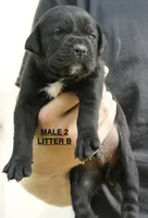 MALE 2 LITTER B, a male Cane Corso for sale in Richmond, VA – 1 of 2