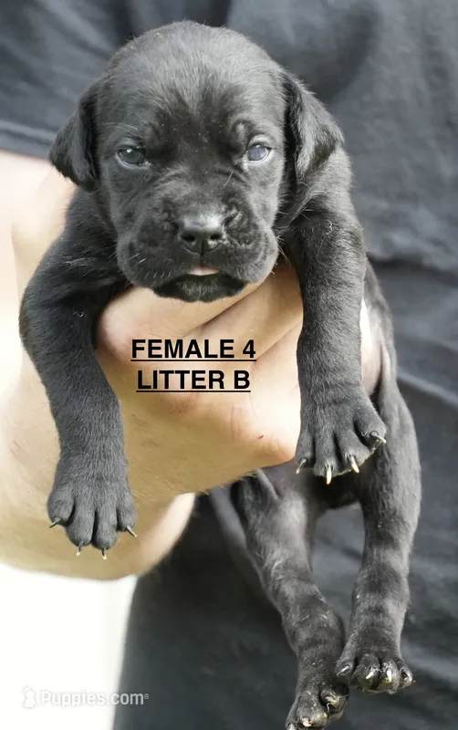 FEMALE 4 LITTER B – Cane Corso puppy for sale in Richmond, VA
