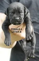 FEMALE 4 LITTER B, a female Cane Corso for sale in Richmond, VA – 1 of 2