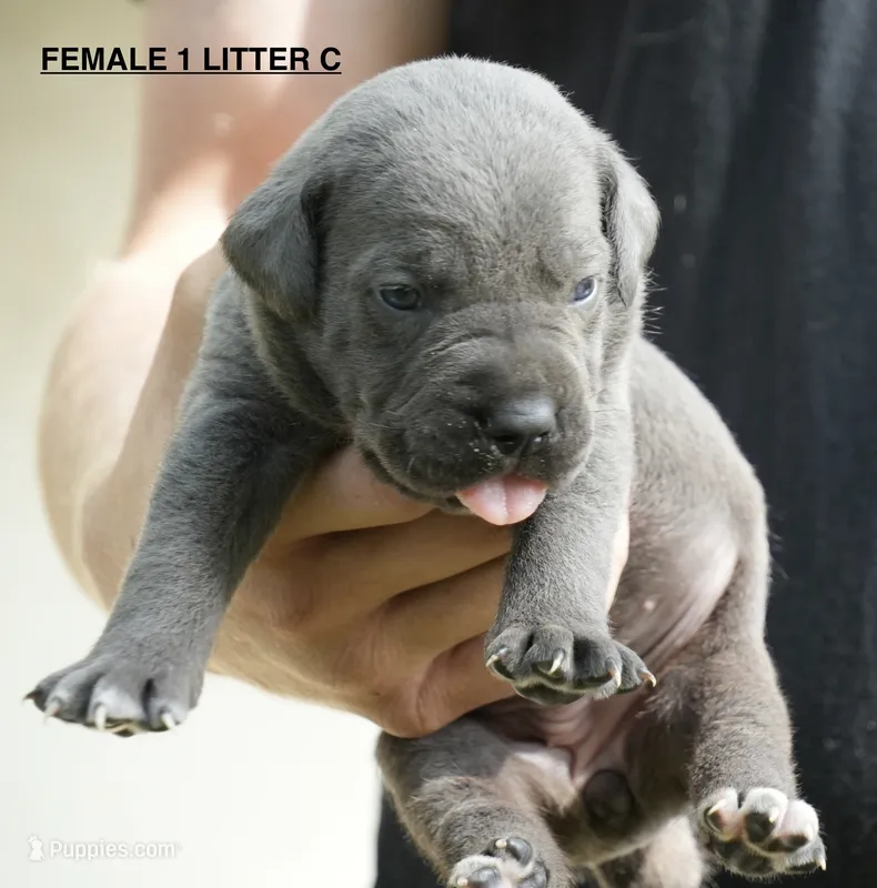 FEMALE 1 LITTER C – Cane Corso puppy for sale in Richmond, VA
