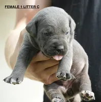 FEMALE 1 LITTER C, a female Cane Corso for sale in Richmond, VA – 1 of 2