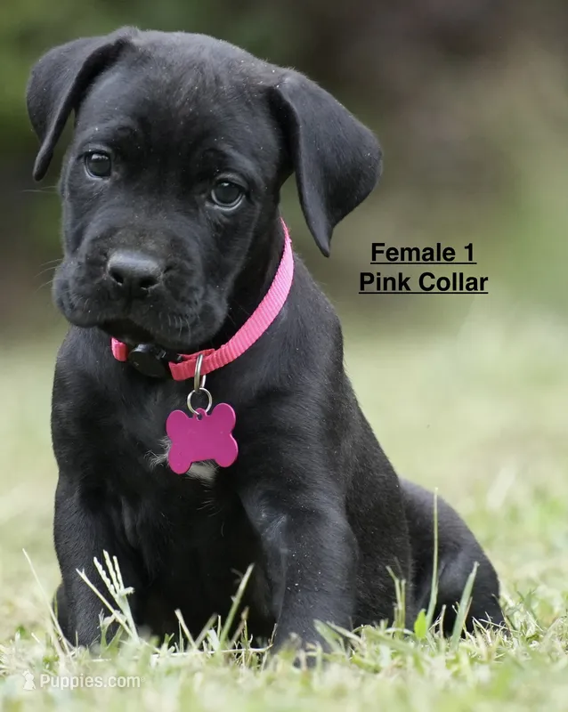 FEMALE 1 LITTER B – Cane Corso puppy for sale in Richmond, VA
