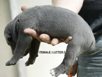 FEMALE 1 LITTER C, a female Cane Corso for sale in Richmond, VA – 2 of 2