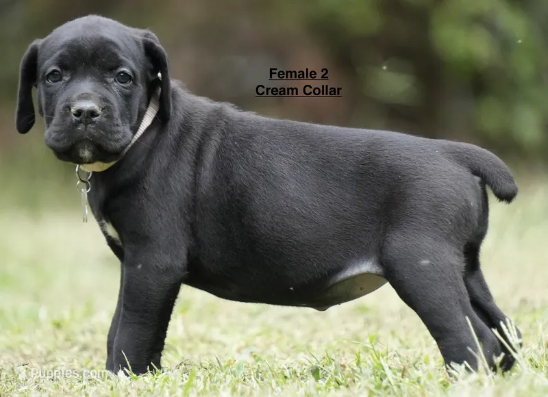 FEMALE 2 LITTER B – Cane Corso puppy for sale in Richmond, VA