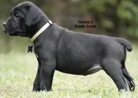FEMALE 2 LITTER B, a female Cane Corso for sale in Richmond, VA – 2 of 2
