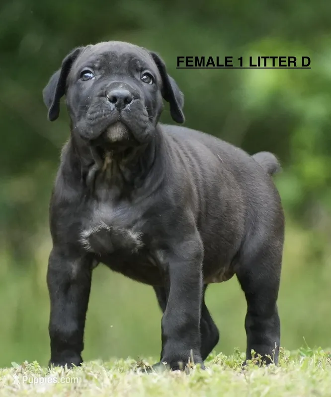 FEMALE 1 LITTER D – Cane Corso puppy for sale in Richmond, VA