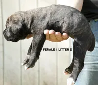 FEMALE 1 LITTER D, a female Cane Corso for sale in Richmond, VA – Photo 2 of 2