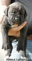 FEMALE 1 LITTER D, a female Cane Corso for sale in Richmond, VA – Photo 1 of 2