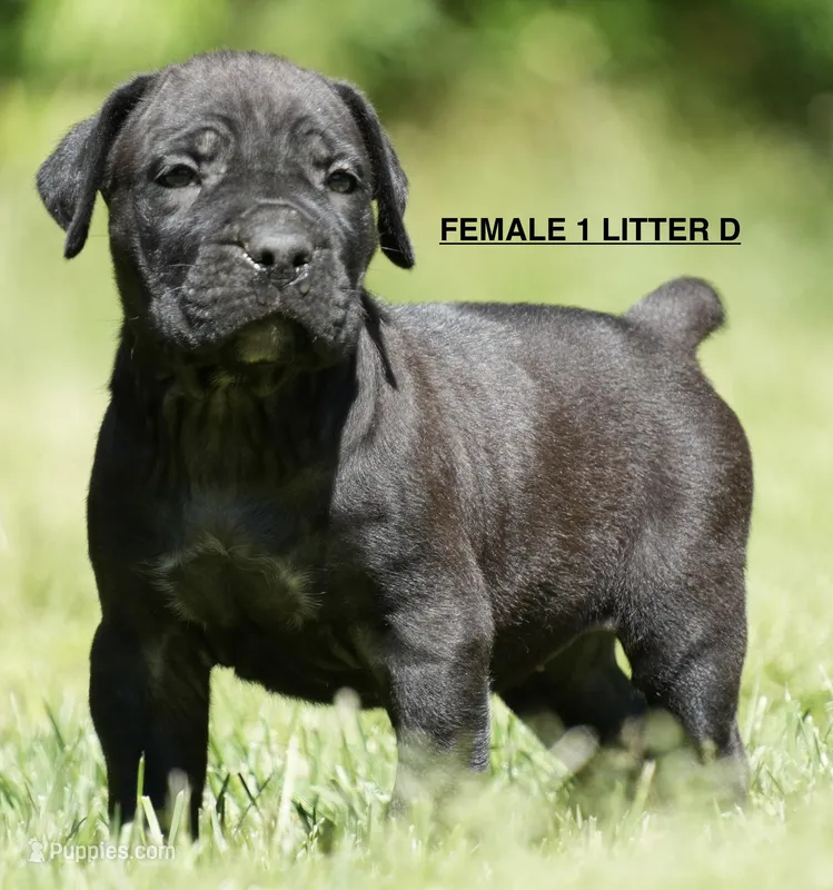 FEMALE 1 LITTER D – Cane Corso puppy for sale in Richmond, VA