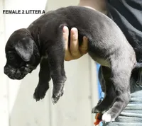FEMALE 2 LITTER A, a female Cane Corso for sale in Richmond, VA – 2 of 2
