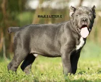 MALE 3 LITTER C, a male Cane Corso for sale in Richmond, VA – Photo 2 of 2