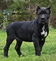 MALE 2 LITTER C, a male Cane Corso for sale in Richmond, VA – Photo 2 of 2