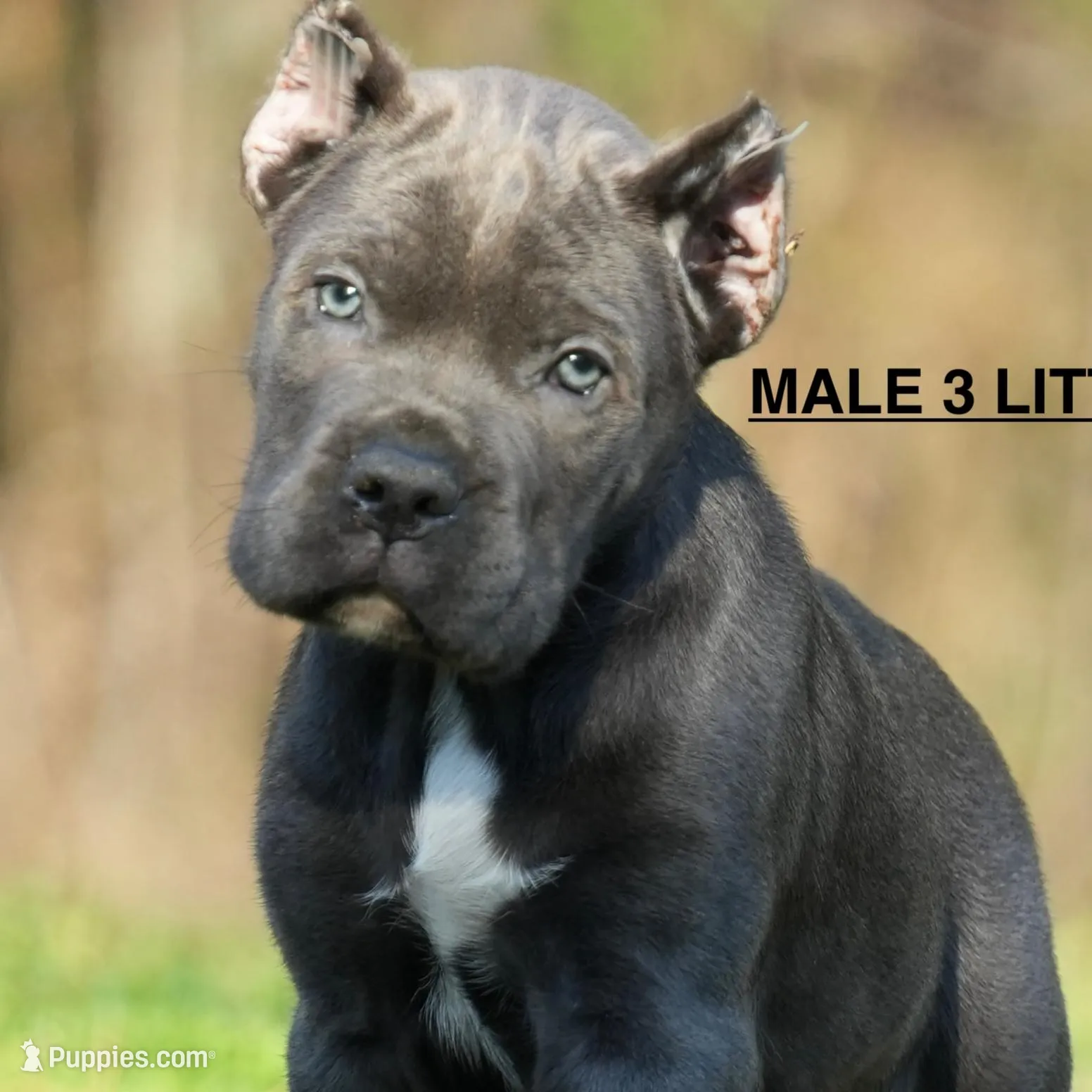MALE 3 LITTER C, a male Cane Corso for sale in Richmond, VA – Photo 1 of 2
