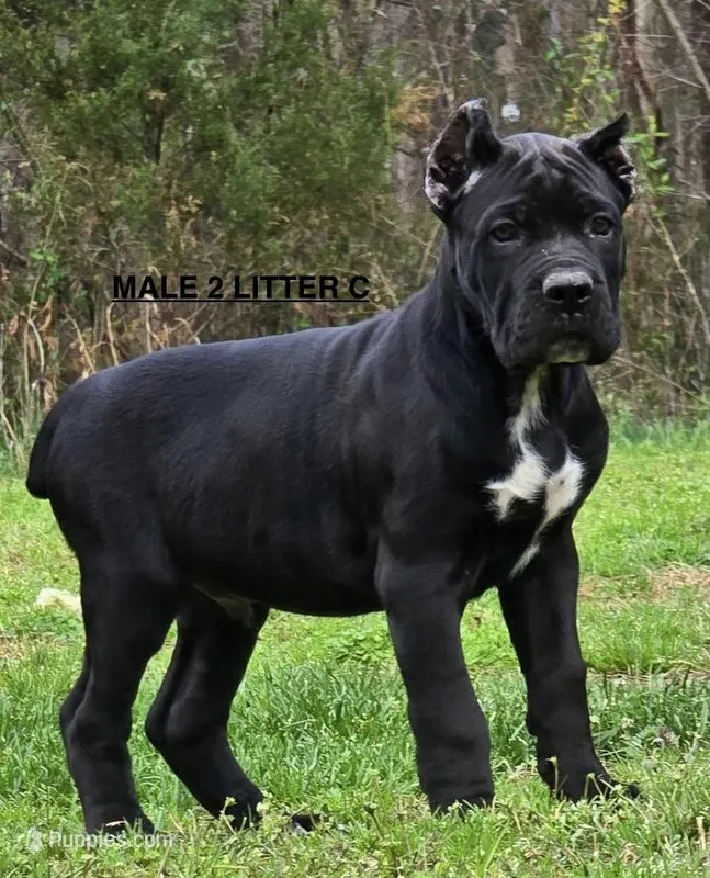 MALE 2 LITTER C – Cane Corso puppy for sale in Richmond, VA