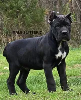 MALE 2 LITTER C, a male Cane Corso for sale in Richmond, VA – Photo 1 of 2