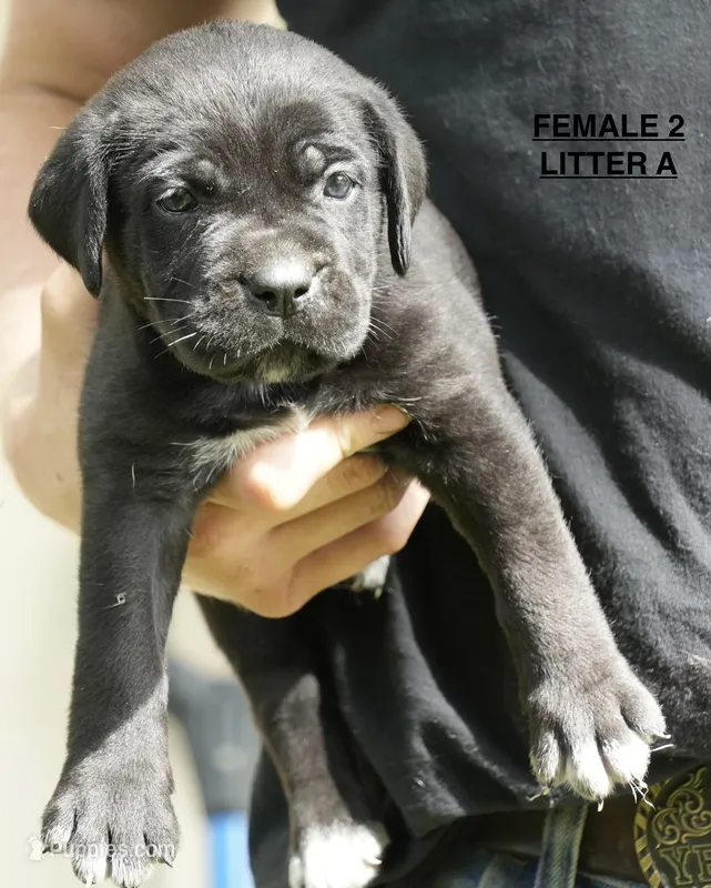 FEMALE 2 LITTER A – Cane Corso puppy for sale in Richmond, VA