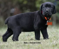 MALE 1 LITTER B, a male Cane Corso for sale in Richmond, VA – 2 of 2