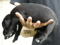 FEMALE 3 LITTER B, a female Cane Corso for sale in Richmond, VA – 2 of 2