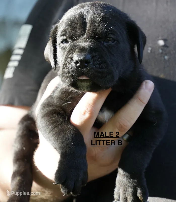 MALE 2 LITTER B – Cane Corso puppy for sale in Richmond, VA