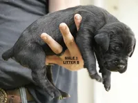 MALE 1 LITTER B, a male Cane Corso for sale in Richmond, VA – 2 of 2