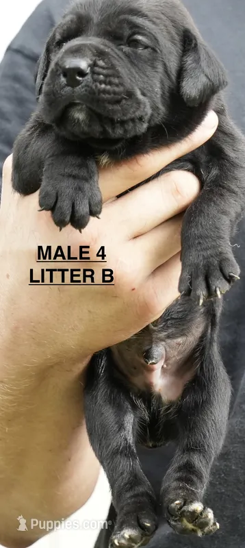 MALE 4 LITTER B – Cane Corso puppy for sale in Richmond, VA