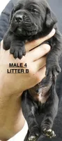 MALE 4 LITTER B, a male Cane Corso for sale in Richmond, VA – 1 of 2